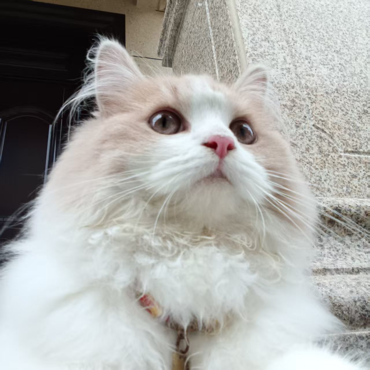 布偶猫，白黄色